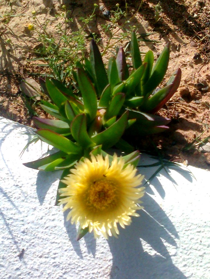 2_Carpobrotus_edulis_Cape_Town