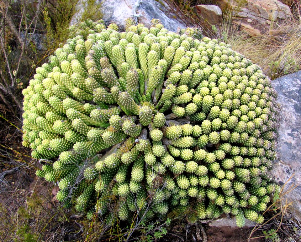 2_Euphorbia_caput-medusae_-_Lions_Head_-_Cape_Town_SA_2