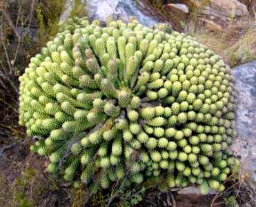 2_Euphorbia_caput-medusae_-_Lions_Head_-_Cape_Town_SA_2 photo