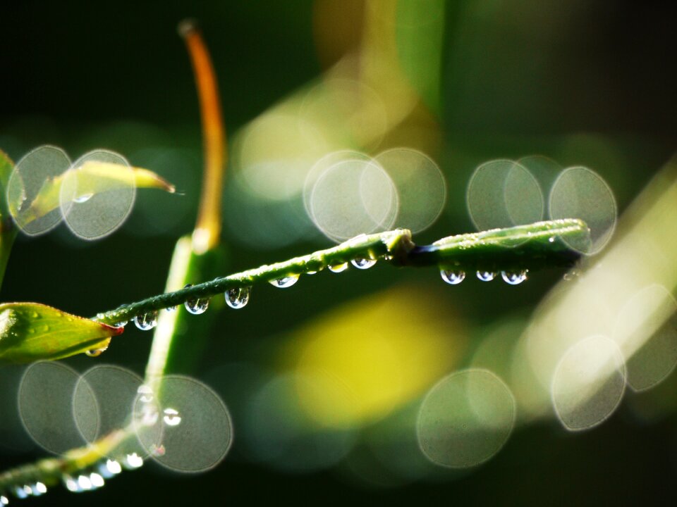 Raindrop bokeh green