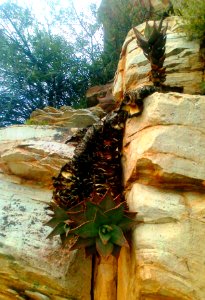2_Aloe_perfoliata_-_De_Doorns_-_South_Africa