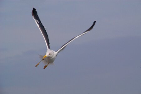 Animal bird seagull photo