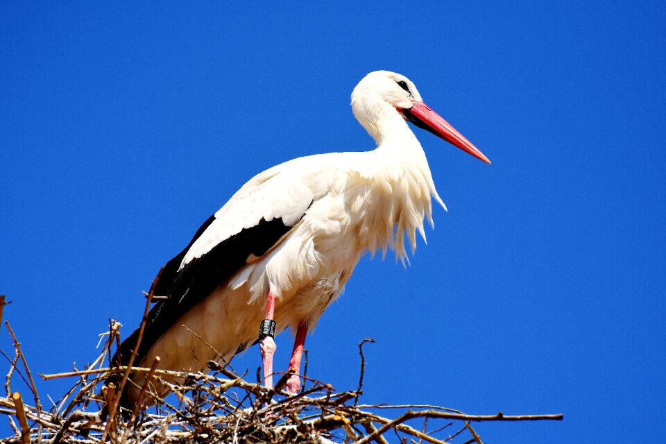 White stork plumage nature