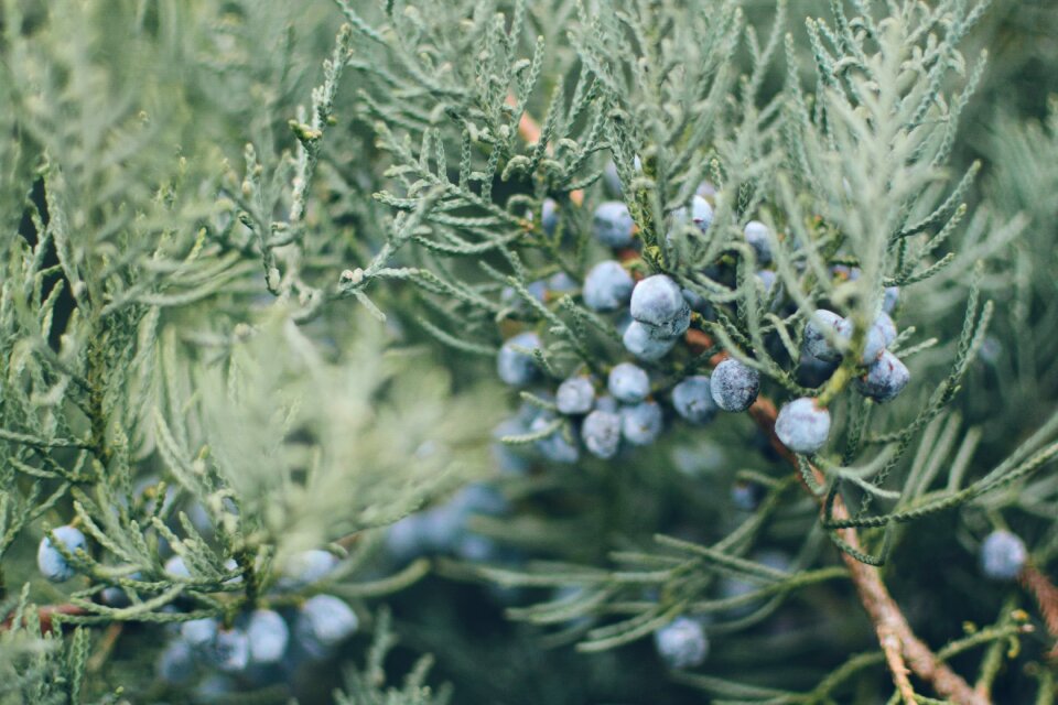 Photography plant fruits