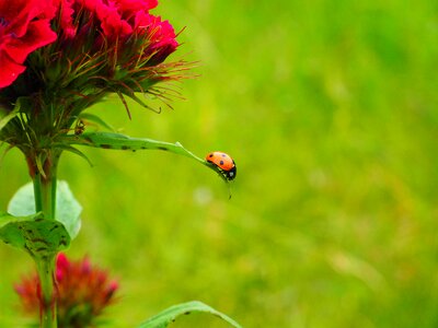 Elytron siebenpunkt ladybird siebenpunkt photo