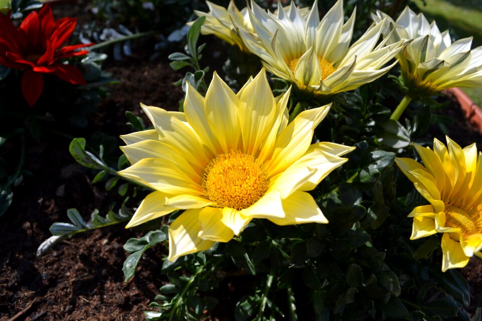 Yellow flower petal petals