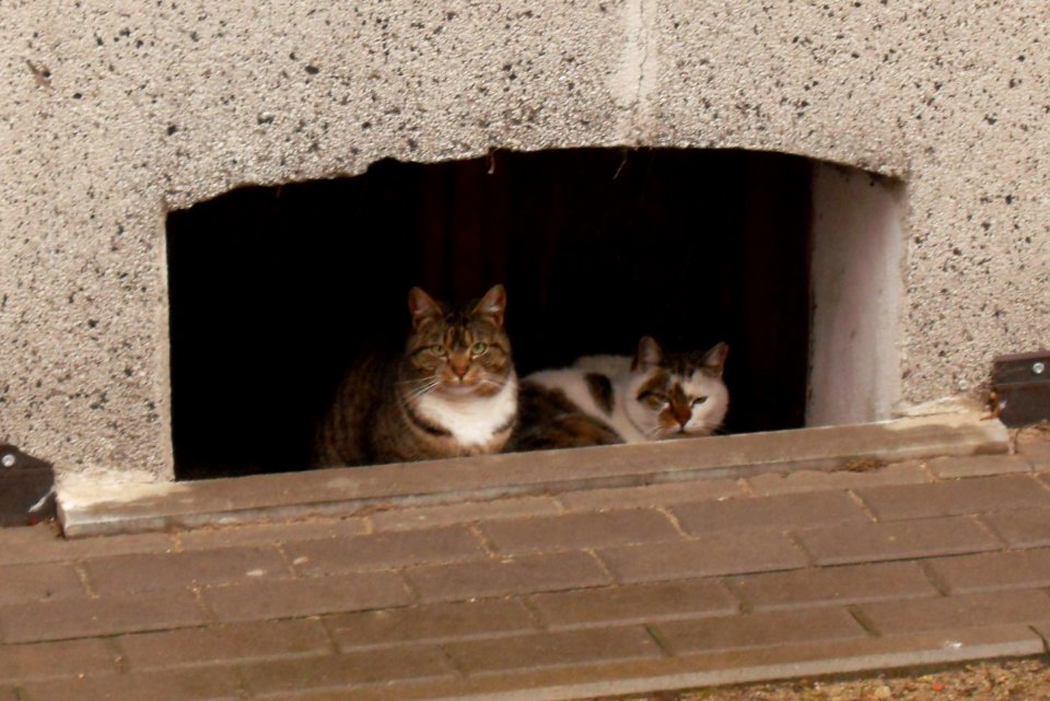 2_cats_waiting_stop_raining