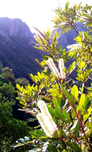 2_Cunonia_capensis_flowers_on_Devils_Peak_indigenous_forest_-_Cape_Town photo