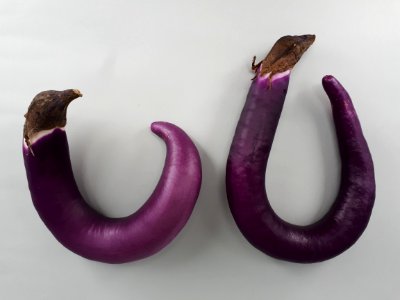 2_x_U-shaped_Orient_Charm_eggplant_2017_A