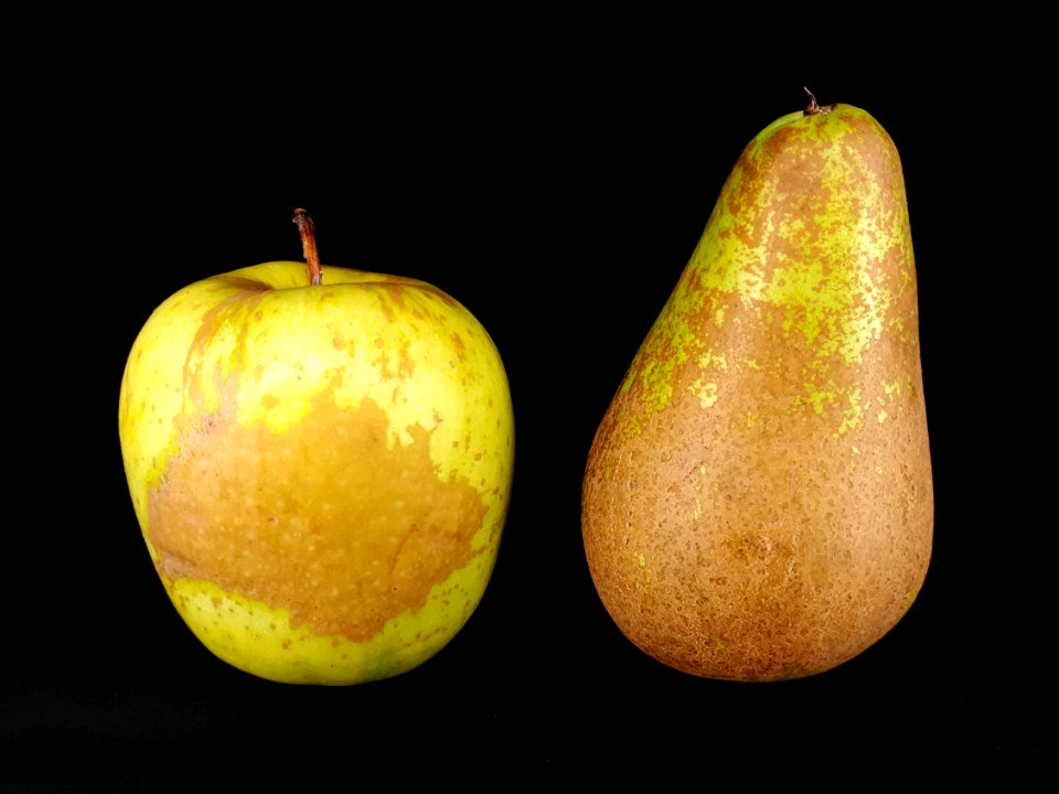 2_x_Russetted_fruit_-_Apple_-_Pear_-_2017_B2