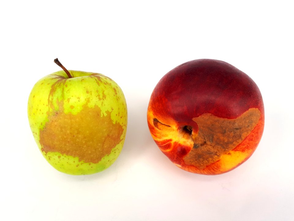 2_x_Stained_fruit_-_Apple_-_Nectarine_-_2017_A