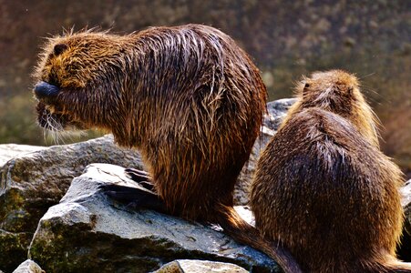 Animal world animal fur