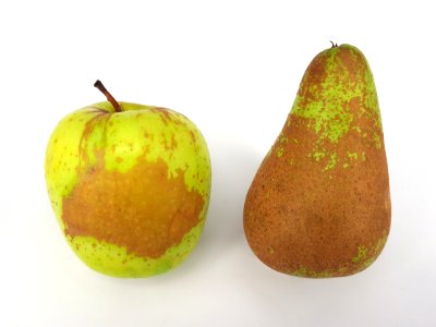 2_x_Russetted_fruit_-_Apple_-_Pear_-_2017_B1