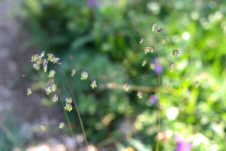 Ordinary licorice poaceae photo