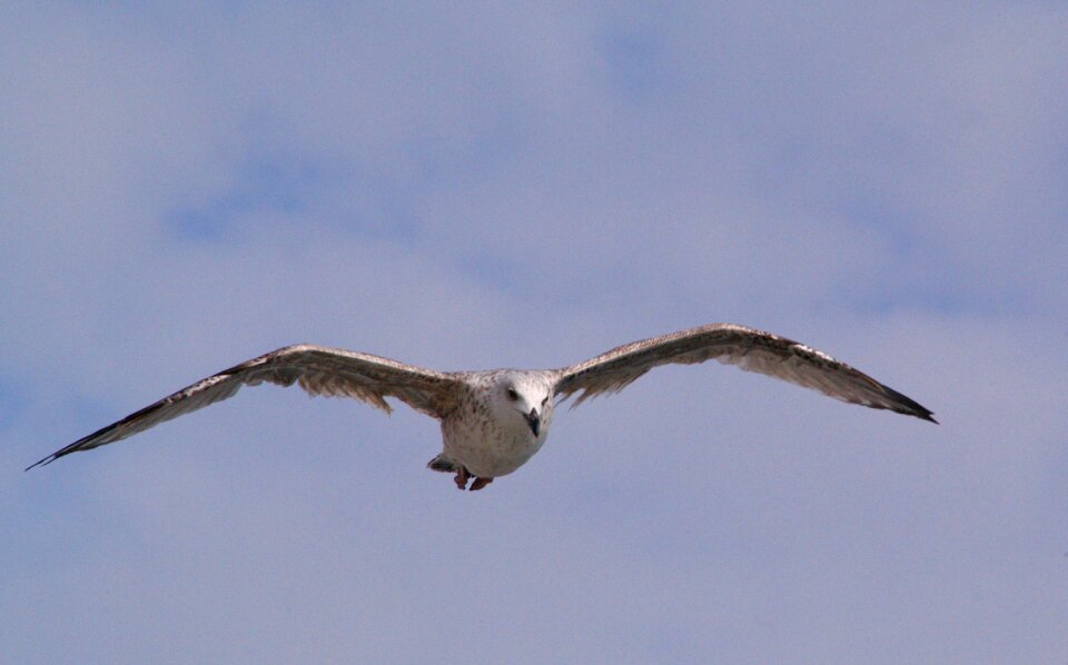 Bird jvgent fly