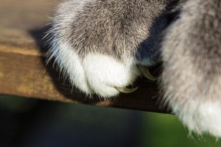 Talon fur domestic cat