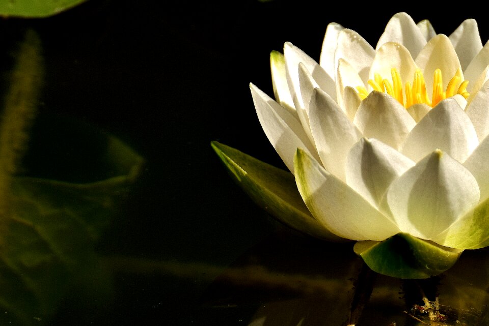 Pond plant aquatic plant pink water lily photo