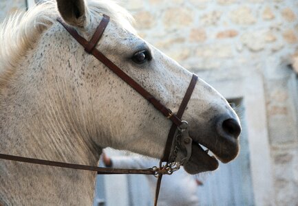 Camargue camargue race feria