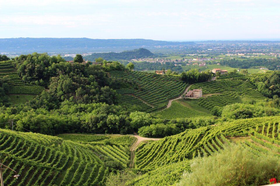 Veneto wine vineyard