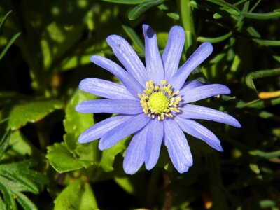 Blossom bloom blue flower photo