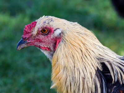 Agriculture bill poultry