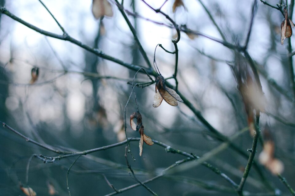 Winter photography blur