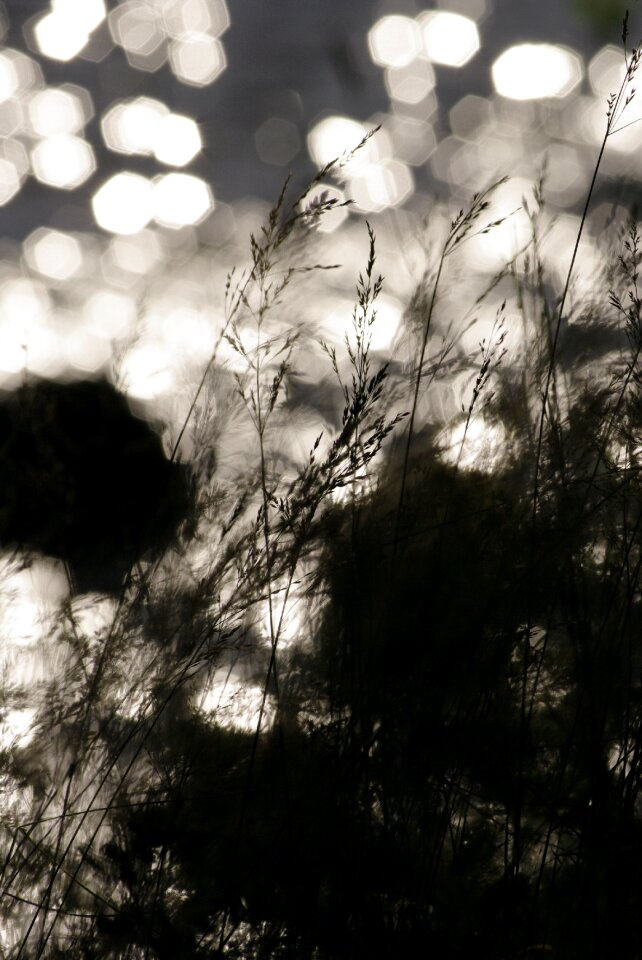 Water vegetation fat