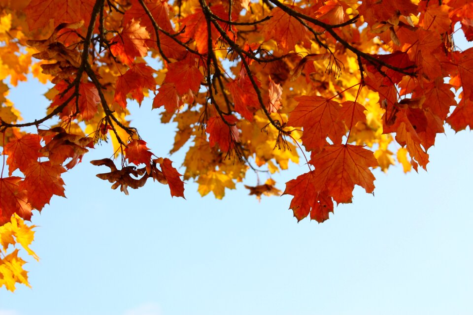 Herbstimpression colorful season