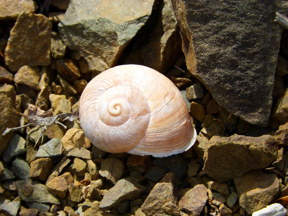Shell spiral yellow