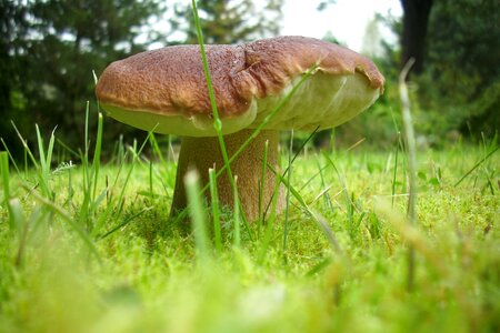 Eat edible forest