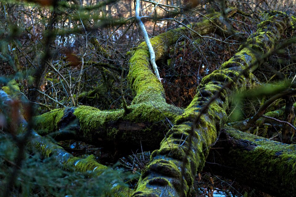 Green mystical nature