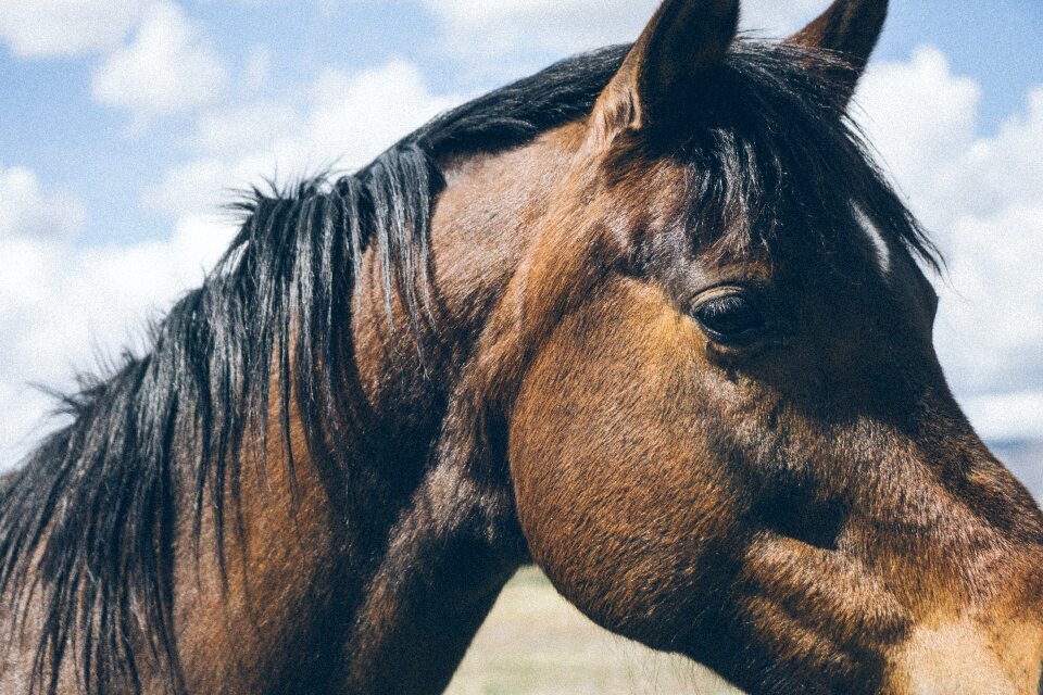Horse macro sky
