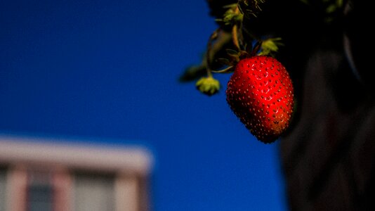 Strawberries plants garden