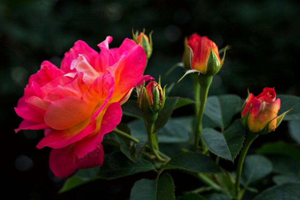 Roses rosaceae rose bloom