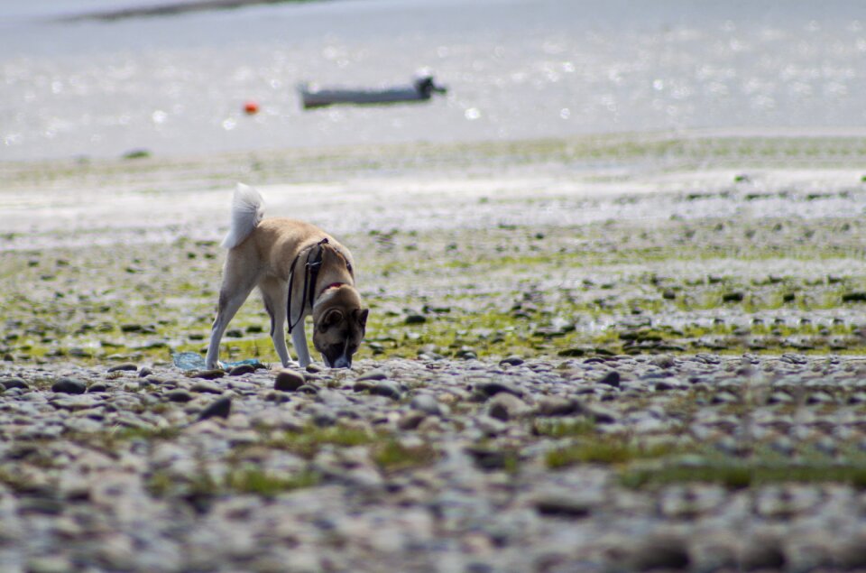 Animal summer puppy