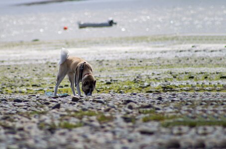 Animal summer puppy photo