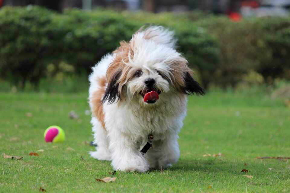 Pet cute puppy animal
