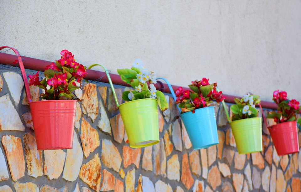 Peaceful flowers plant