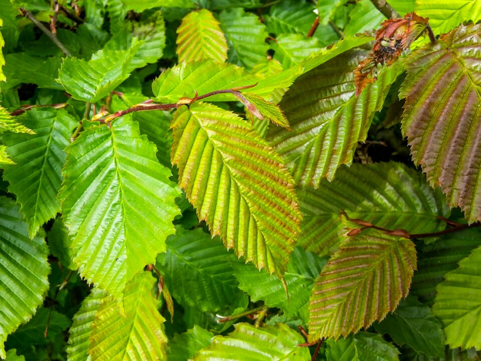 Branch green forest