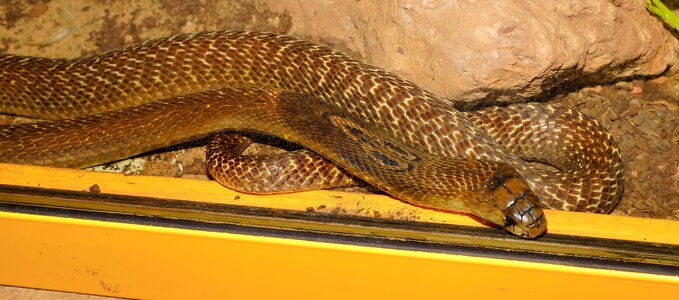 Scheu venomous snake elapidae