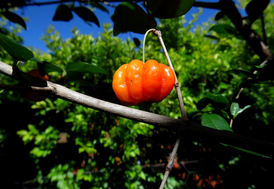 Cherry fruit nature