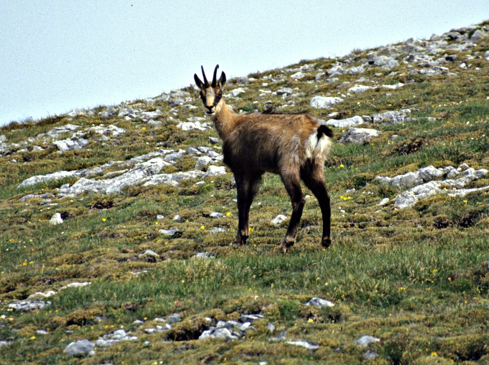 1993_Gämse_Reiting