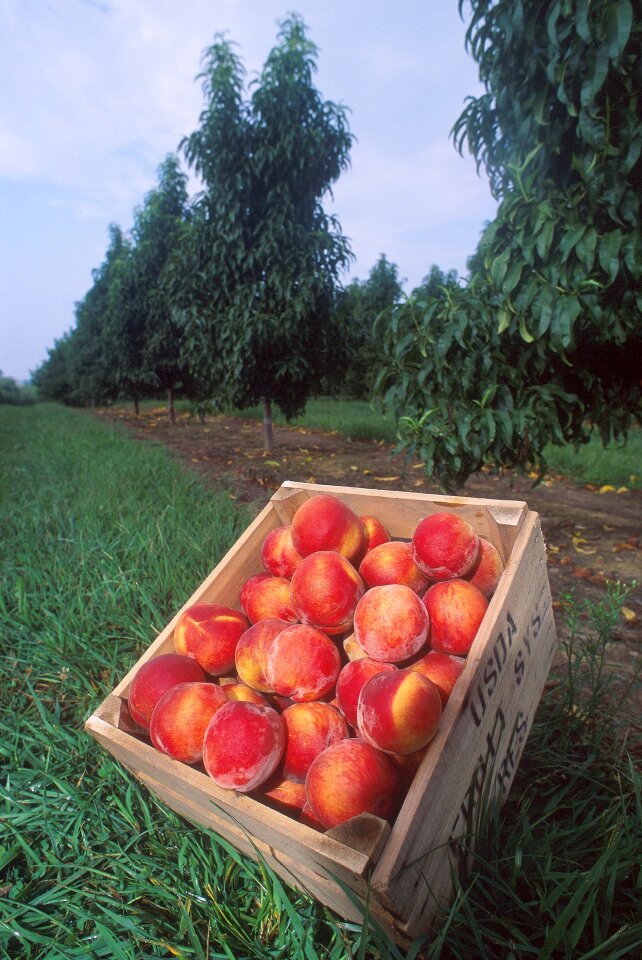 Sweet ripe juicy