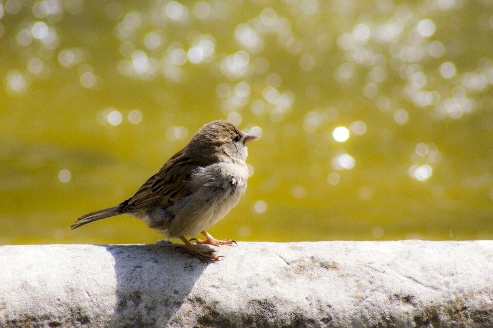 Urban wildlife source water