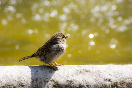 Urban wildlife source water