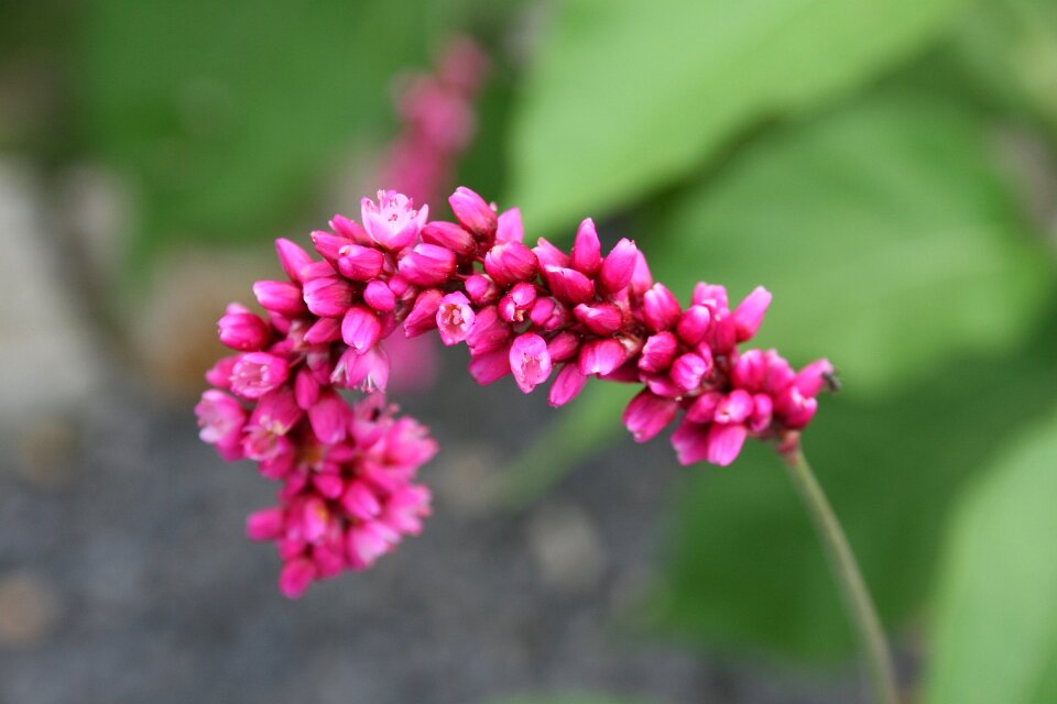 Gardening flower nature