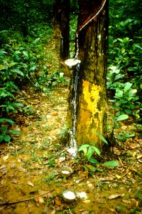 1985_Rubber_Tree_in_Johor_Malaysia._Spielvogel_Archiv