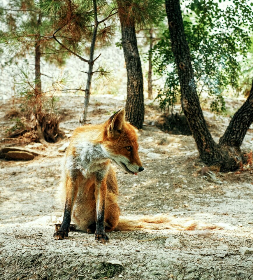 To watch funny animal