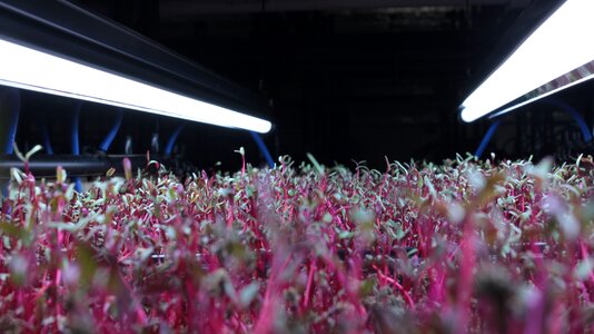 Microgreens farming spices