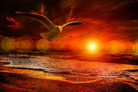 Flying sea coast